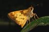 Zabulon Skipper (Poanes zabulon) - Wiki