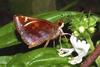 Zabulon Skipper (Poanes zabulon) female