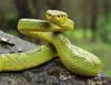 Indian Tree Viper (Trimeresurus gramineus) - Wiki