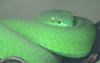 White-lipped Tree Viper (Trimeresurus albolabris) - Wiki