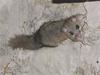 Fat Dormouse (Glis glis) - Wiki