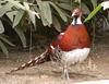 Elliot's Pheasant (Syrmaticus ellioti) - Wiki