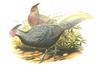 Kalij Pheasant (Lophura leucomelanos) illustration