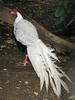 Silver Pheasant (Lophura nycthemera) - Wiki