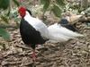 Pheasant (Family: Phasianidae) - Wiki