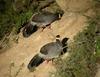 Tibetan Eared Pheasant (Crossoptilon harmani) - Wiki