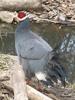 Blue Eared Pheasant (Crossoptilon auritum) - Wiki