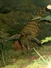 Copper Pheasant (Syrmaticus soemmerringii) - Wiki