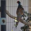 Green Pheasant (Phasianus versicolor) - Wiki