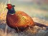 Common Pheasant (Phasianus colchicus) - Wiki