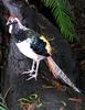 Lady Amherst's Pheasant (Chrysolophus amherstiae) - Wiki