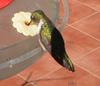 Scintillant Hummingbird (Selasphorus scintilla) - Wiki