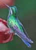 Purple-throated Mountain-gem Hummingbird (Lampornis calolaemus) - Wiki