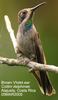 Brown Violet-ear Hummingbird (Colibri delphinae) - Wiki