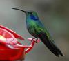 Green Violet-ear Hummingbird (Colibri thalassinus) - Wiki