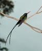 Green-and-black Streamertail Hummingbird (Trochilus polytmus) - Wiki