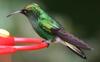 Coppery-headed Emerald Hummingbird (Elvira cupreiceps) - Wiki