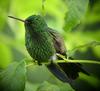 Copper-rumped Hummingbird (Amazilia tobaci) - Wiki