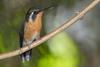 White-throated Mountain-gem Hummingbird (Lampornis castaneoventris) Female