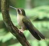 Speckled Hummingbird (Adelomyia melanogenys) - Wiki