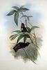 White-tufted Sunbeam Hummingbird (Aglaeactis castelnaudii) - Wiki