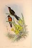 Giant Hummingbird (Patagona gigas) - Wiki