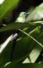 Long-tailed Sylph Hummingbird (Aglaiocercus kingi) - Wiki