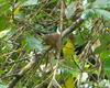 Purple-crowned Fairy Hummingbird (Heliothryx barroti) - Wiki