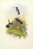 Long-billed Starthroat Hummingbird (Heliomaster longirostris) - Wiki
