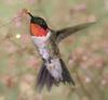 Ruby-throated Hummingbird (Archilochus colubris) - Wiki