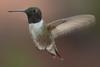 Black-chinned Hummingbird (Archilochus alexandri) - Wiki