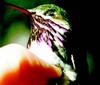 Calliope Hummingbird (Stellula calliope) - Wiki
