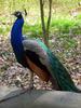 Indian Peafowl (Pavo cristatus) - Wiki