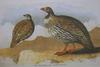 Tibetan Snowcock (Tetraogallus tibetanus) - Wiki