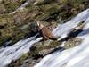 Himalayan Snowcock (Tetraogallus himalayensis) - Wiki