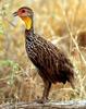 Yellow-necked Spurfowl (Francolinus leucoscepus) - Wiki