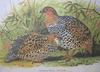Painted Francolin (Francolinus pictus) - Wiki