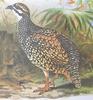 Chinese Francolin (Francolinus pintadeanus) - Wiki