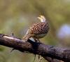 Grey Francolin (Francolinus pondicerianus) - Wiki