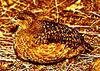 Hartlaub's Francolin (Francolinus hartlaubi) - Wiki