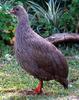 Cape Francolin (Francolinus capensis) - Wiki