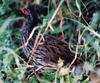 Red-necked Francolin (Francolinus afer) - Wiki