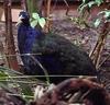 Congo Peafowl (Afropavo congensis) male