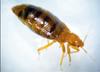 Common Bedbug (Cimex lectularius)