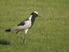 Blacksmith Lapwing (Vanellus armatus)