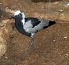 Lapwing (Family: Charadriidae, Subfamily: Vanellinae) - Wiki