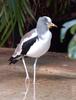 White-headed Plover (Vanellus albiceps) - Wiki