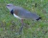 Southern Lapwing (Vanellus chilensis) - Wiki