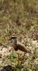 Crowned Lapwing (Vanellus coronatus) - Wiki