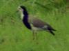 Long-toed Lapwing (Vanellus crassirostris) - Wiki